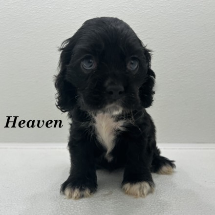 puppy, for, sale, Cockalier, Joe & Cherri  Overlease, dog, breeder, Miller, MO, dog-breeder, puppy-for-sale, forsale, nearby, find, puppyfind, locator, puppylocator, aca